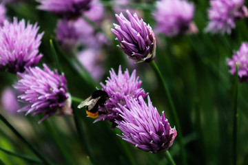 bee on the clover