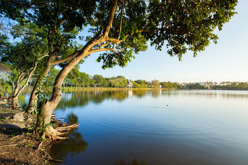 landscape view of lake at sunset timing with tree located Bangkok Thailand  