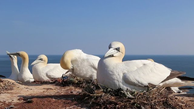 Gannet Portrait on Heligoland