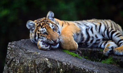 tiger