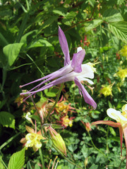 Fototapeta na wymiar Flowers of white and purple aquilegia in the spring garden. Gardening