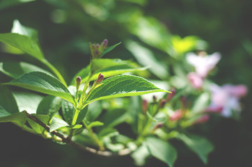 Weigel shrub flowers