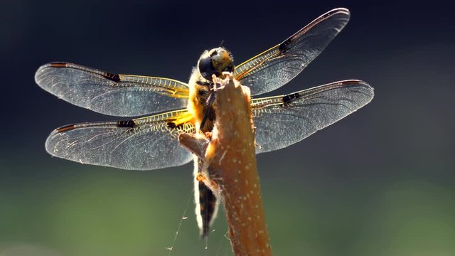 Four-spotted chaser (Libellula quadrimaculata)