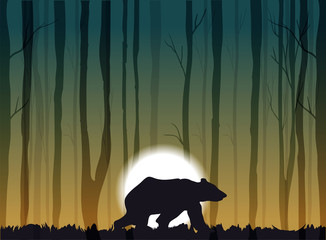 bear walking in the woods, vector illustration of the forest at the sunset 