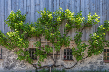 Obstbaum mit Spalier an altem Bauernhaus