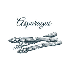Asparagus sketch hand drawing. 