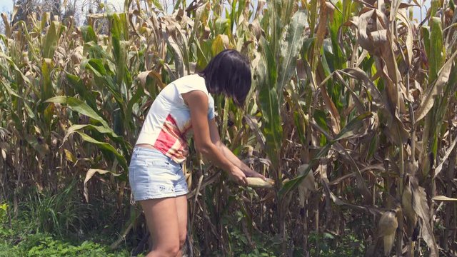 A woman tries to tear off the ear of corn