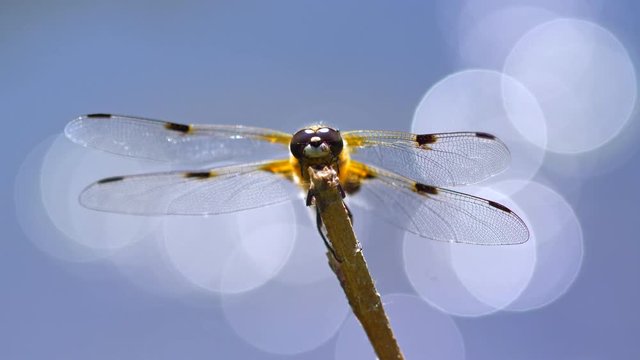 Four-spotted chaser chased away by an ant