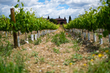 Fototapeta na wymiar Beautiful vineyard at sunny day