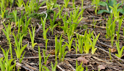 Sprouts of newly planted flowers. Picture with selective focus