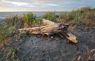 Bleached logs sandy beach