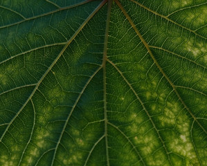grape leaf texture