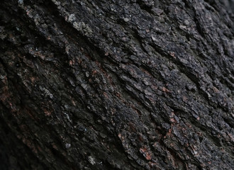 Tree bark background / texture