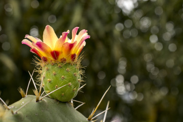 flor de nopal