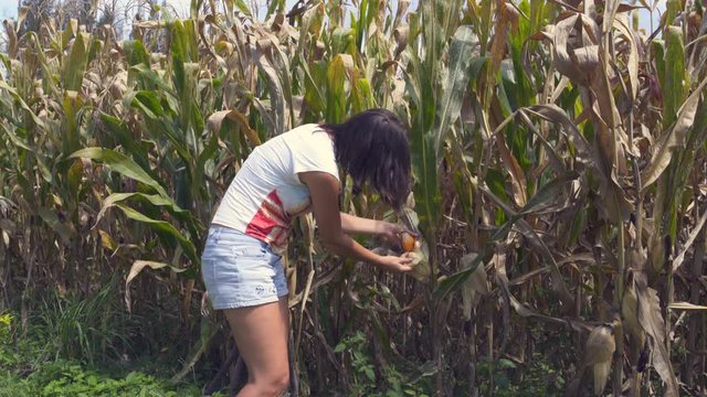 Woman cleans the ear of corn