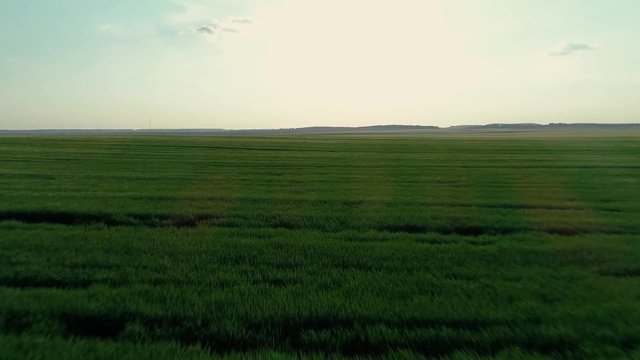 4K Aerial drone footage. Fly over green wheat field.
