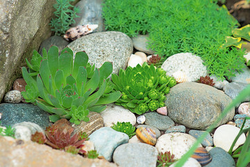 Succulent growing among rocks. The stone roses. Fleshy juicy petals