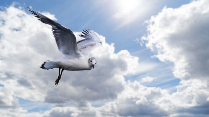 Fototapeta premium White seagull flies against the background of a blue cloudy sky