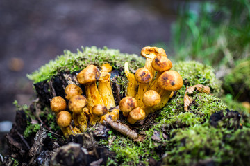 Champignons sauvages