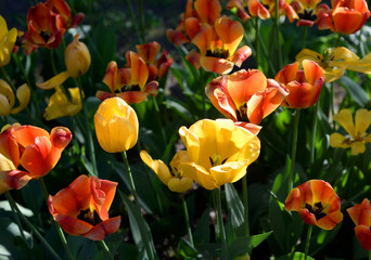 Blossoming tulips background.