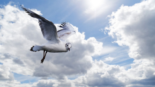 White seagull flies against the background of a blue cloudy sky