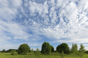 Obraz premium Beautiful blue sky and young green trees. Sunny summer morning.