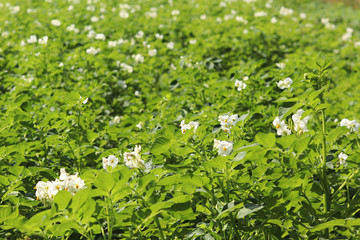 Green potato bushes blooming white on the plantation. Maturation of the future harvest. Agrarian sector of the agricultural industry. A plant of a farm economy. Growing of nightshade plants.