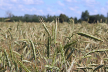 A field of rye and barley. Maturation of the future harvest. Agrarian sector of the agricultural industry. Plant farm. Growing of cereal crops. Source of food and well-being.