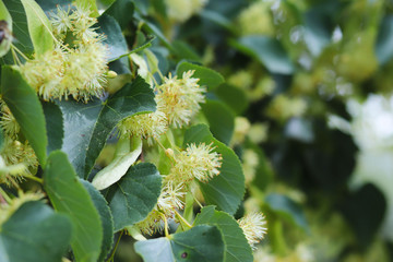 Blooming linden tree. Gardens and gardens. Trees for honey bees. Pollen and sweet smell. Macro photography of nature.
