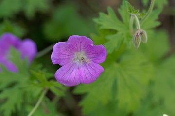 Flower of Himalayan or lilac cranesbill (Geranium himalayense)