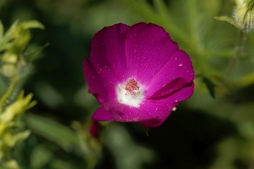 Naklejka premium Purple poppy-mallow (Callirhoe involucrata)