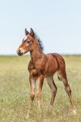 Obraz na płótnie Canvas Cute Wild Horse Foal in Utah in Summer