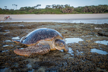 Fototapeta premium Female Green sea turtle on the beach.