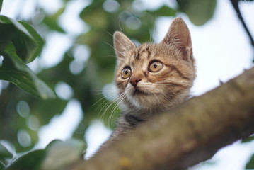 small cat on the tree