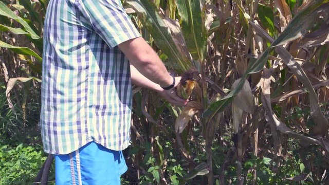 The man tears off the corn cob and cleans it