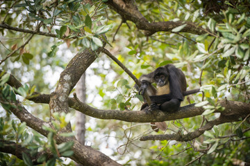 Yucatan Spider Monkey