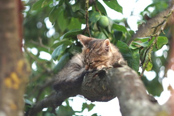small cat sleeping on a tree