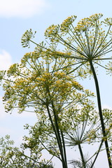 Dill, Anethum graveolens, Apiaceae