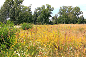 summer multicolored meadow