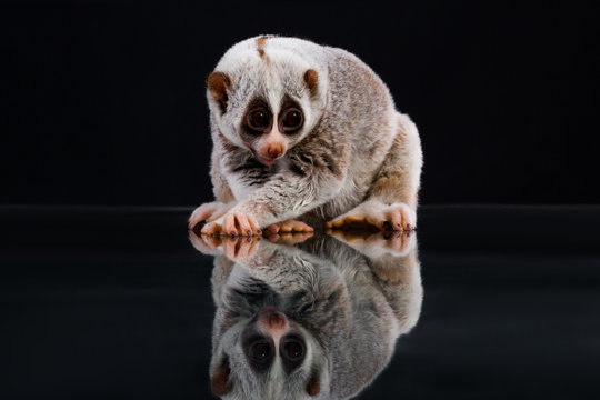 Loris Lorisidae Loridae 