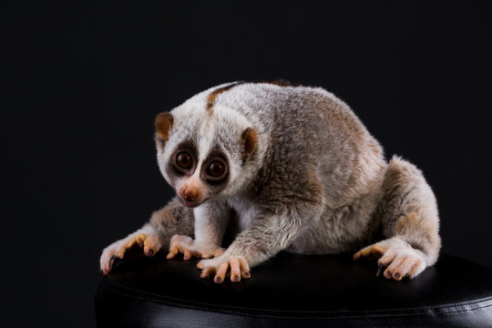 Loris Lorisidae Loridae Stock Photo | Adobe Stock