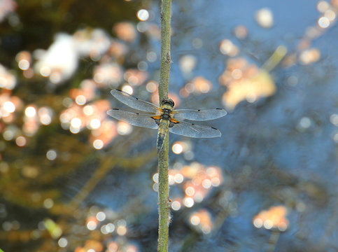 dragonfly resting on the stalk of a plant