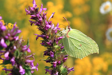 butterfly on a bright flower