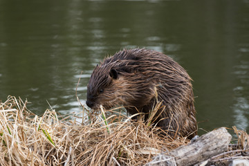 a young beaver on the grassy edge of its dam