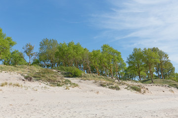 Sandy dunes of the Baltic sea covered with green trees.