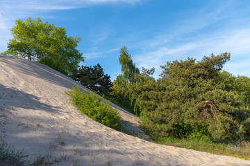 Sandy dunes of the Baltic sea covered with green trees.
