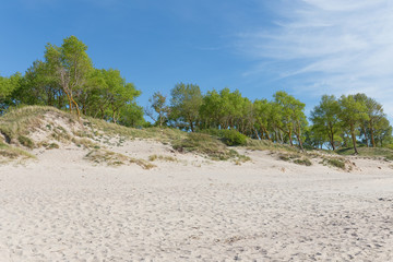 Sandy dunes of the Baltic sea covered with green trees.
