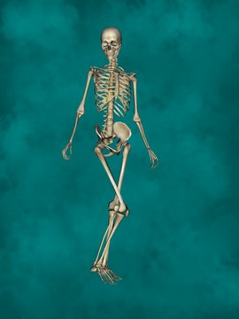Female Skeleton, 3D Human Model