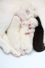 Fototapeta na wymiar white cat with newborn kittens