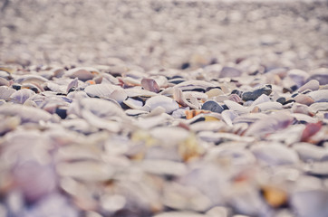 Conchilla